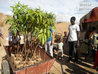 Quarta etapa do Programa Florestamento do Deserto